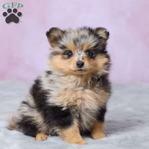 Addy, Pomeranian Puppy